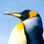 porkomaturo67
