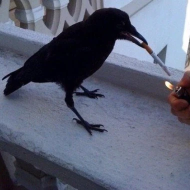 zemyD