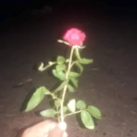 Aloneprem20