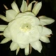 Guang1991