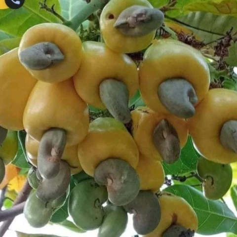 Bdgsa