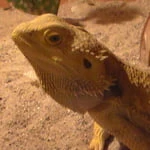 robertlivinright