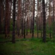 sosnoviy__bor
