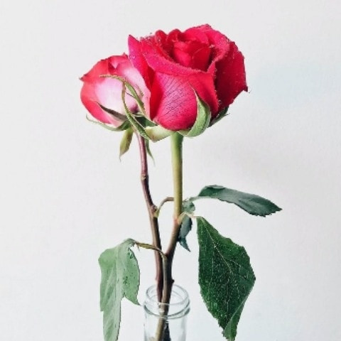 junaied_siddiqui