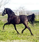Alandalus44