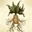 Mandrakeroot