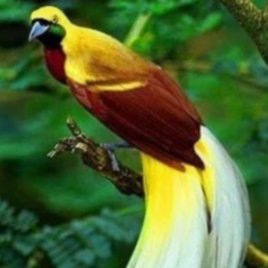 Cennetbird