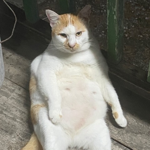 Miyamok