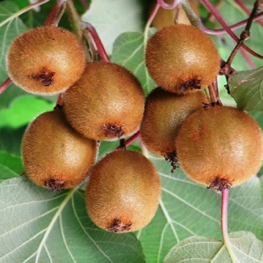 Kiwiplant