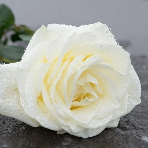 Master___Of___Kitten