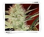 BudSmoker1