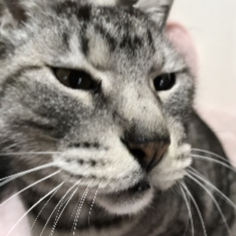 shnsoka