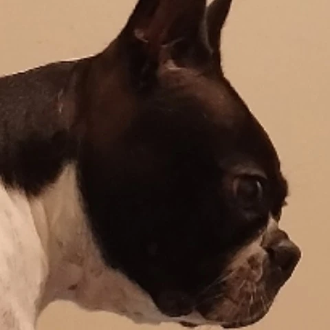 chicodude42