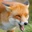 foxahmed