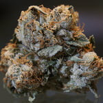 passingthedutchie