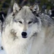 wolfch