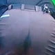 buffbeef