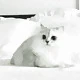 lovec0cks