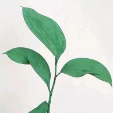 Kajolee