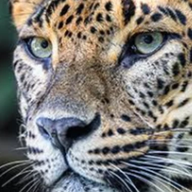 Leopard_Istincts