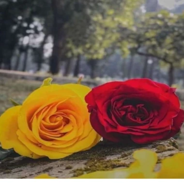 djsany40