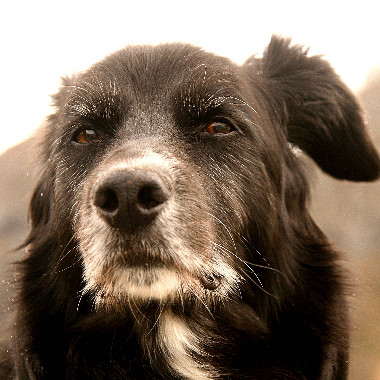 dipadapa