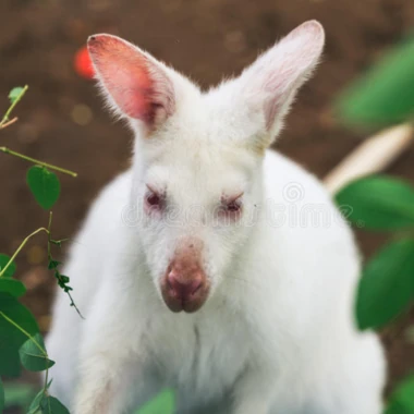 wallabywhite
