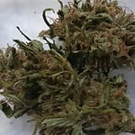 sexyweed