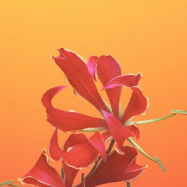 caintenorio_