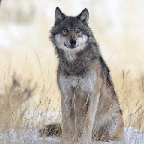 FaolanTheWolf