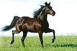 wtizi