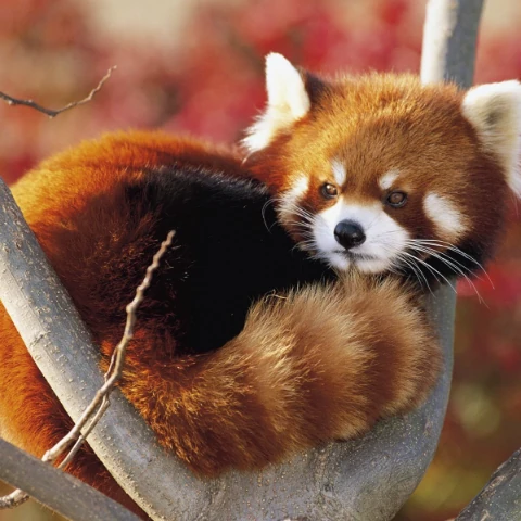 xd1Panda
