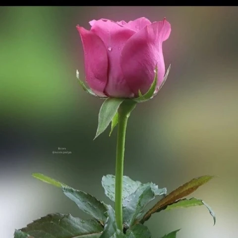 Nguyenanhson79