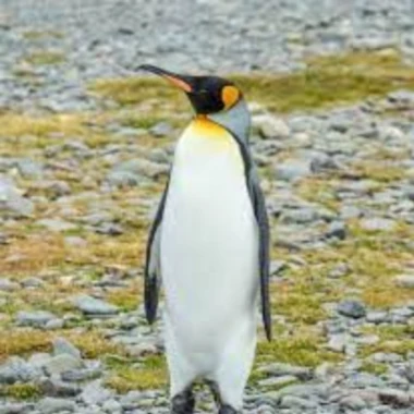 Penguincum66