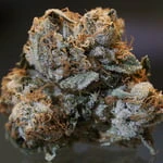 passingthedutchie