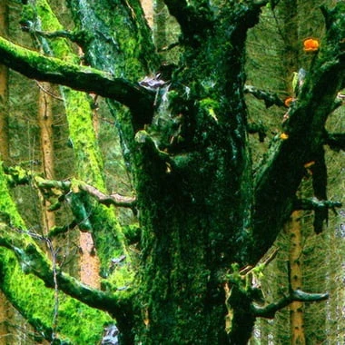 akramaisa