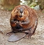beeverlicker