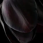 xtazii