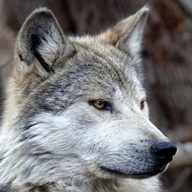 redwolf44