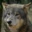 wolfjp