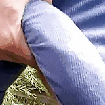 analllover88