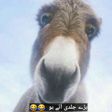 Rehankingkhan