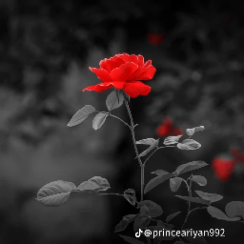 Mahadi2323