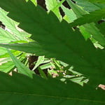 kbeamer4408