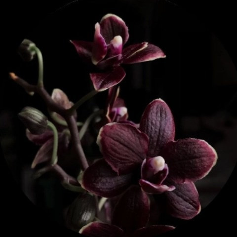 BlackOrchid010